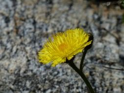 yellow alpine flower on a gray stone background
