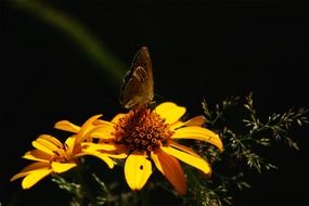 brown butterfly on a bright yellow bud