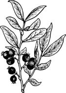 painted black and white rose hip
