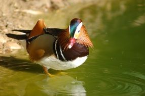 Mandarin duck at water