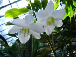two white orchid buds