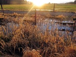 golden grass in the sunshine of the village