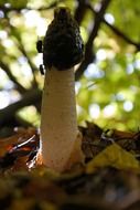 common stinkmorchel mushroom with fly insects