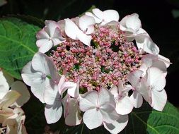 impressive hydrangeas flowers