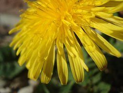 Beautiful blossoming yellow dandelion flower at blurred background