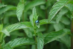 bug on a garden plant