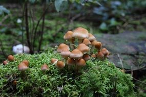 Brown and white mushrooms growing on a green moss in the beautiful forest in autumn