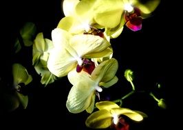 coloured orchids flowers