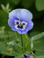 blue pansies on a stalk close-up