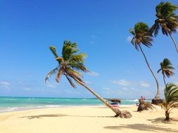 palm trees on the beach by the ocean