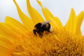 sunflower bee close up