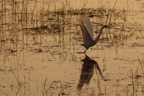 stork on the lake at dusk