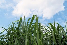 bush of grasses on the blue sky