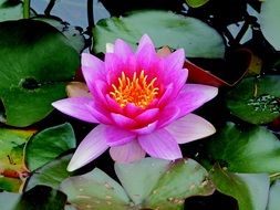 incomparable water lily plant