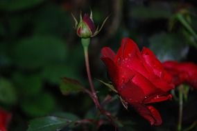 bush with red roses after rain