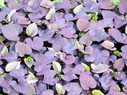 lot of violet morning glory close up