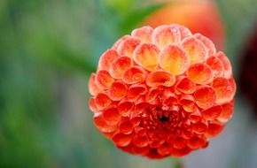 spherical orange flower in the meadow