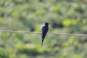 black swallow sits on wire on a blurred background