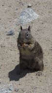 squirrel chews on the sand