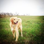 Cute doggy in nature