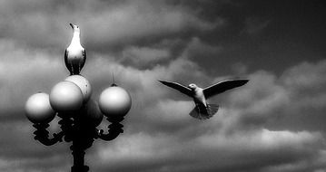 black and white photo of two seagulls, a street lamp against the backdrop of a stormy sky