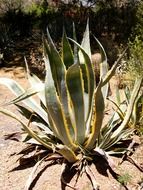 desert cactus in Arizona
