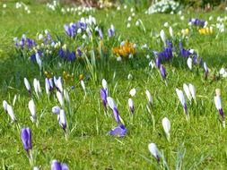 meadow with purple and white crocuses