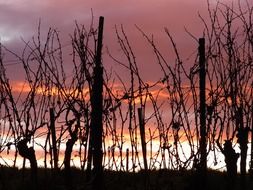 landscape of Vines Under The Twilight