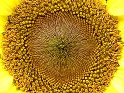 yellow sunflower flower close up