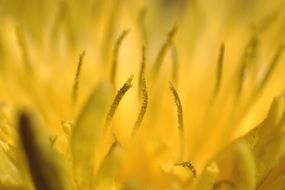 surprising beauty dandelion macro