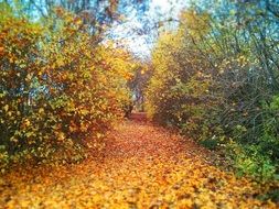 autumn colorful yellow