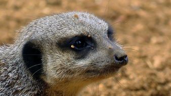 very beautiful animal wildlife