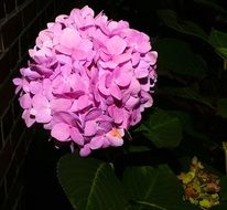 pale purple spherical hydrangea