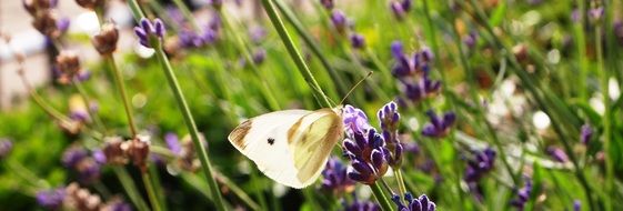 white butterfly on a purple wildflower