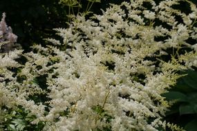 shrub white plants