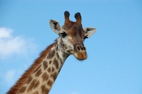Wild Giraffe in south africa