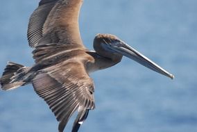 brown pelican in flight over the ocean close-up