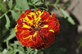 Beautiful blooming red and yellow carnation flower