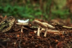 poisonous mushrooms in a spring forest