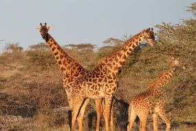 three giraffes in africa