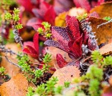 alpine plants on forest floor, sweden, Abisko National Park