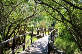 wooden path along mystical trees in the forest