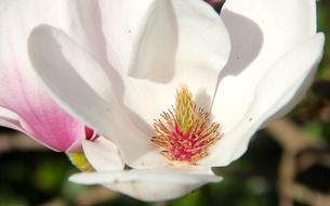 magnolia like a tulip