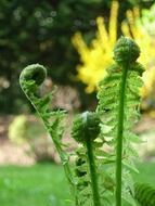 Green buds on the fern plant