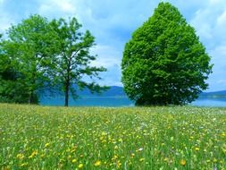 deciduous trees on a green meadow in summer