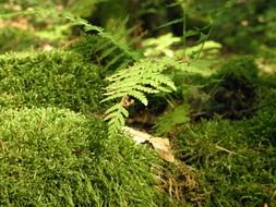 green moss and fern in the forest