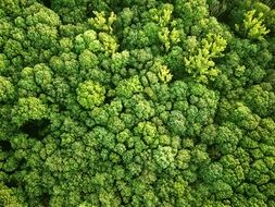 aerial view of a green forest