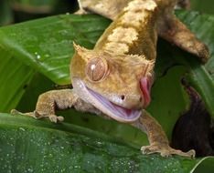 gecko tongue flicking macro