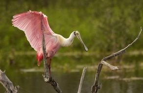 spoonbill bird roseate tropical wildlife