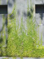 small green plant on the wall